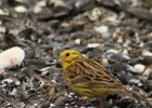 VWG vogelreis Oost Duitsland mei 2010 050